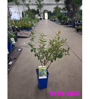 Lonicera kamtschatica 'Zojka' RP 1,6 L